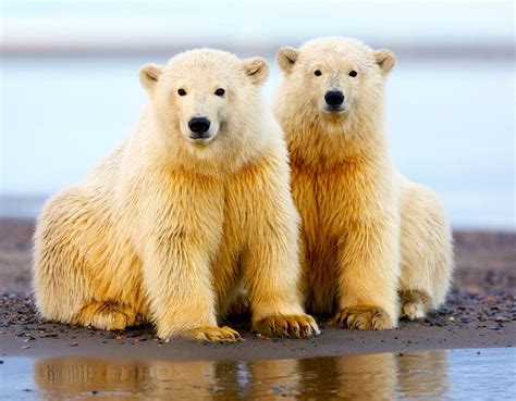 The polar bears of Alaska’s Arctic National Wildlife Refuge | New York Post