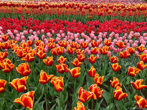 Visiting Keukenhof from Amsterdam — Bookish Wayfarer