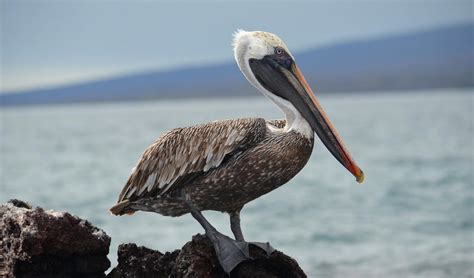 Galapagos Brown Pelican Gallery