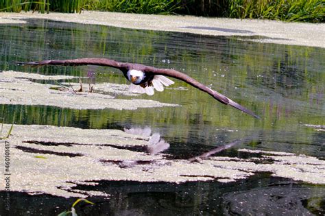 Bald eagle flying above the water surface. Stock Photo | Adobe Stock