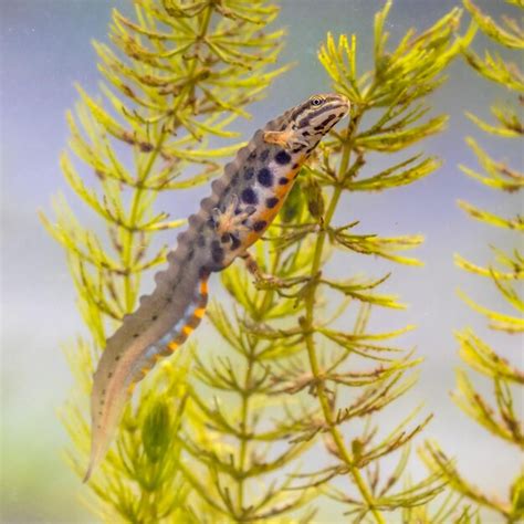 Premium Photo | Common newt amhibian in freshwater habitat