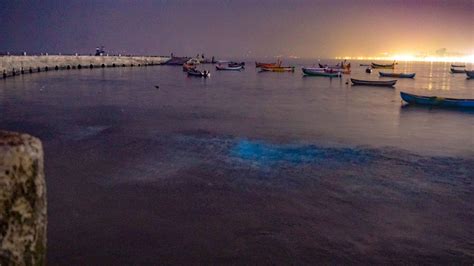 Why the waters off Juhu Beach are glowing blue at night | Condé Nast Traveller India | Trends