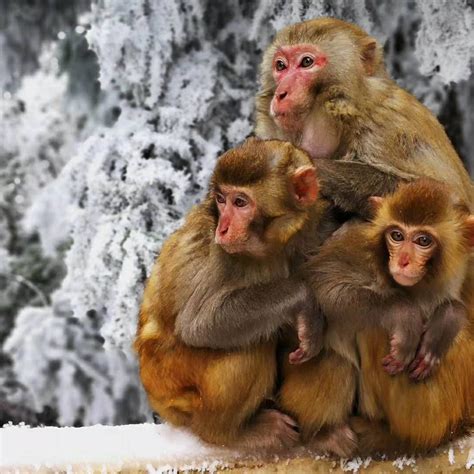 Macaque monkeys huddle together in the snow at Zhangjiajie in Hunan, China | Macaque monkey ...