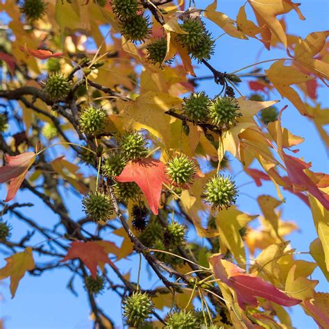 Liquidambar styraciflua - American Sweetgum | Western Star Nurseries