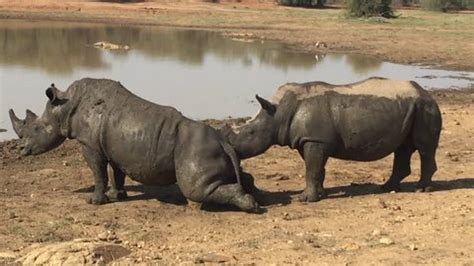 52 Mating rhino Stock Video Footage - 4K and HD Video Clips | Shutterstock