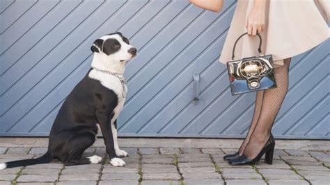 Instagram Influencer Faces Backlash for Kicking Stray Dog for Likes