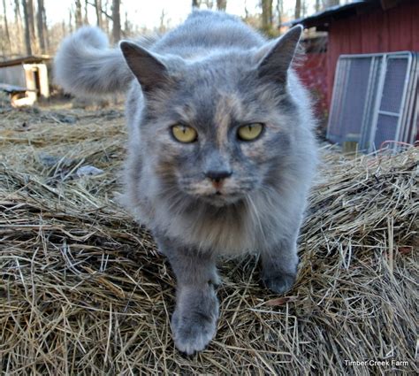 The Care and Feeding of Barn Cats - Timber Creek Farm