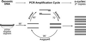 Introduction to PCR and Animal Genotyping - Practically Science