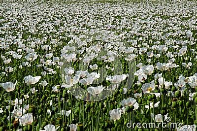 White Poppy Field Royalty Free Stock Photos - Image: 934468