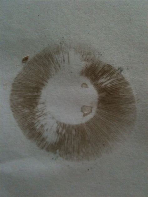 White button mushroom spore print agaricus bisporus