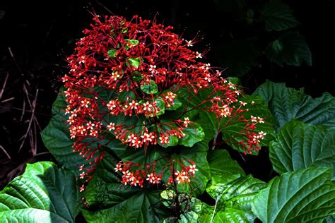 Clerodendrum paniculatum Foto & Bild | fotos, australia, flower Bilder auf fotocommunity