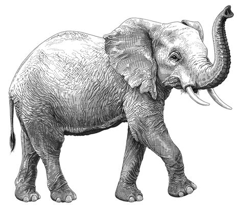 WildAid | Elephant illustration, Elephant sketch, Elephant art drawing