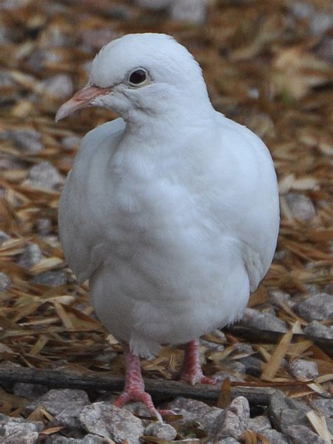 Barbary Dove BARD – HollandWest