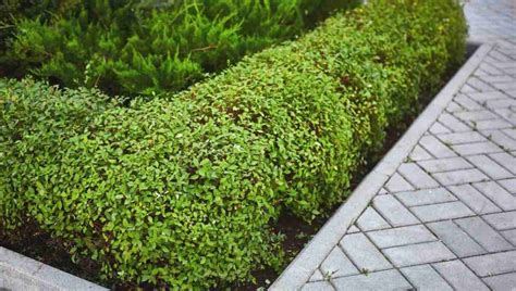 Best Plants for a Small Hedge: The Low-Growing Hedge Guide – Landscapingplanet – Learning to ...