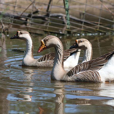 African Goose - Cub Creek Science and Animal Camp