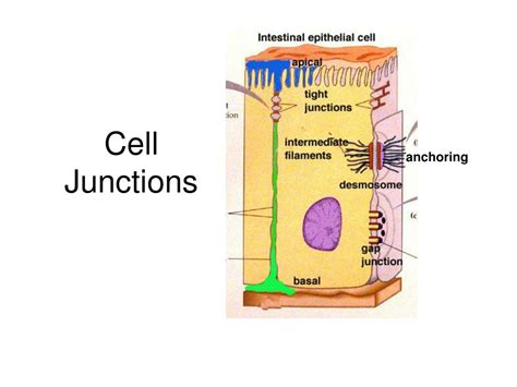 PPT - Cell Junctions PowerPoint Presentation, free download - ID:4877246