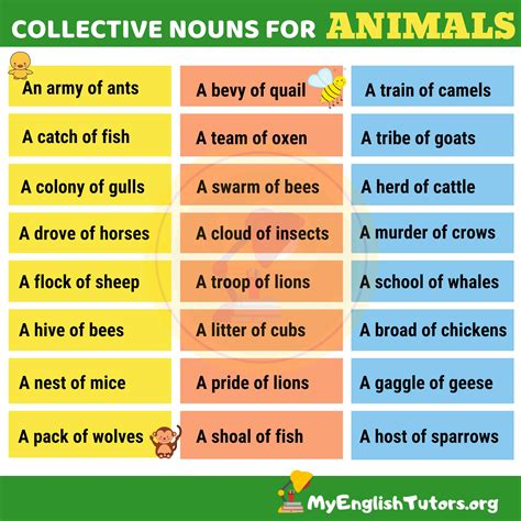 Collective Nouns For Animals Examples