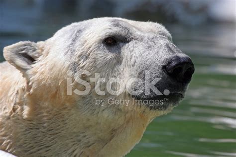 Polar Bear Portrait Stock Photo | Royalty-Free | FreeImages