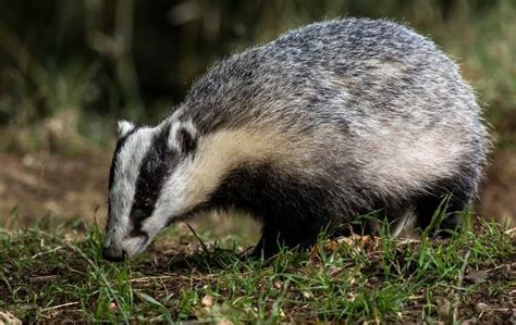 What Do Badgers Eat? | Miche Pest Control