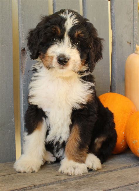 Bernedoodle Breeders In Ohio