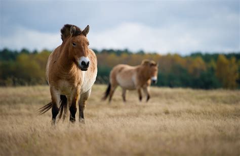 9 Facts About Przewalski's Horses