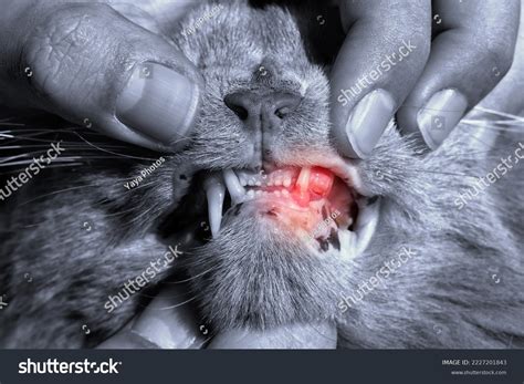 Cat Gingivitis Stages