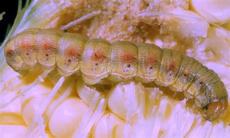 corn earworm - Helicoverpa zea