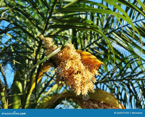 Leaves on the Phoenix Dactylifera Tree Stock Image - Image of nature ...