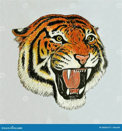 Tiger roar drawing stock illustration. Image of ferocious - 54036727