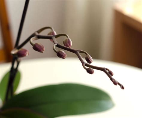 How to get an orchid to rebloom: expert tips for healthy growth | Homes & Gardens