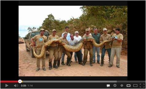 Guinness World Records largest Animals! Watch here: http://awesomeanimals01.blogspot.co.il/2013 ...