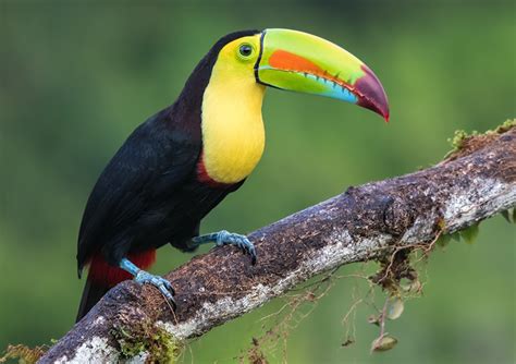 Images bird Ramphastidae Keel-billed toucan Beak Animals