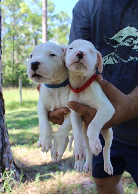 Blue -male UKC Dogo argentino pupper for sale near Loxahatchee, Florida | VIP Puppies