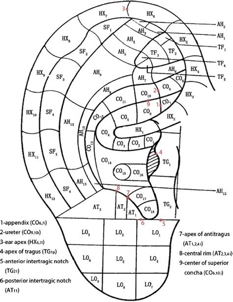 Ear Acupuncture Diagram - Akupunktur Di Surabaya