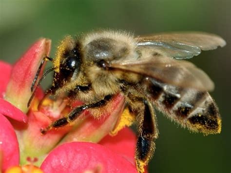 abeille ancien provençal abelha du latin apicula - LAROUSSE