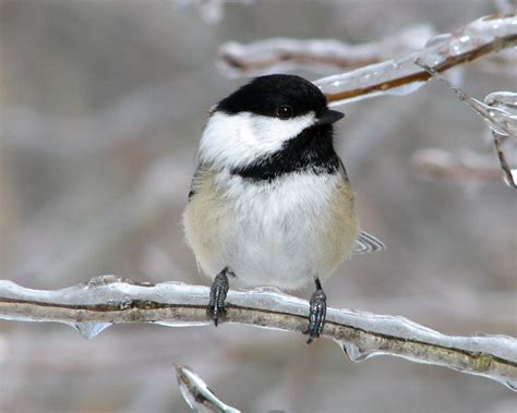 Black-capped Chickadee Free Photo Download | FreeImages