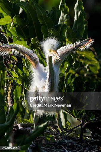 Great Egret Nesting Baby High-Res Stock Photo - Getty Images