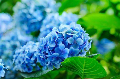 Blue hydrangeas: how to change the flower colour - Plantura