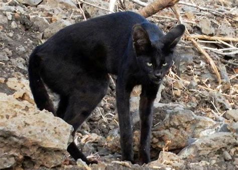 A very rare melanistic African Serval | Serval cats, Cat has fleas, Rare animals