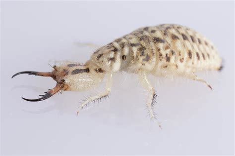 Antlion Larva Photograph by Nicolas Reusens/science Photo Library | Pixels