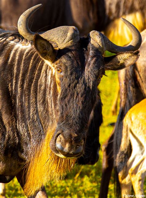 Wildebeest Portrait | Ngorongoro Crater, Tanzania 2019 | Steve Shames Photo Gallery