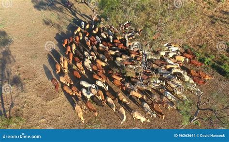 Outback Cattle Mustering with Herd of Cattle Stock Footage - Video of ...