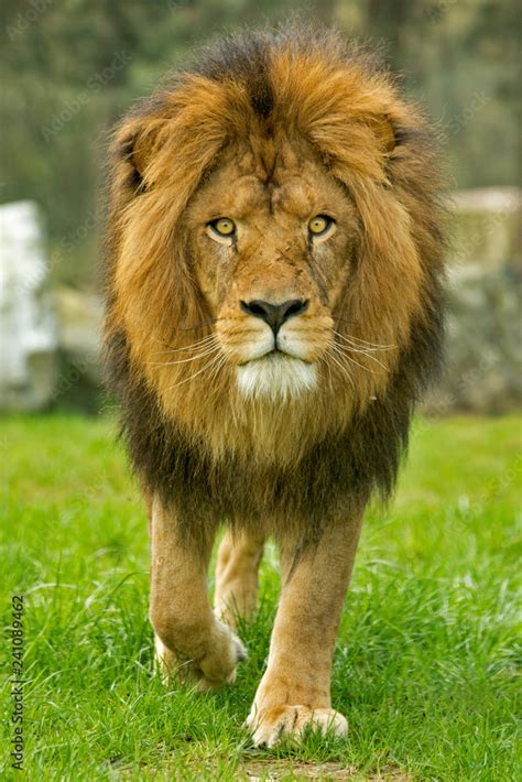 Male lion walking forward Stock Photo | Adobe Stock