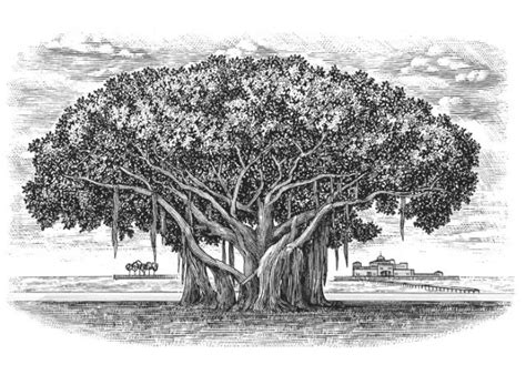 Steven Noble Illustrations: Banyan Tree