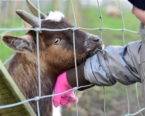 Pygmy African Goat Eating Clothes of Young Child Stock Photo - Image of farm, chewing: 68945656