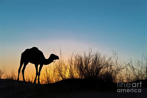 Silhouette of a camel at sunset Photograph by Delphimages Photo Creations - Fine Art America