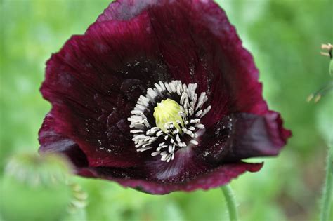 Poppy Black Beauty Poppy Certified Organic Seeds 20 - Etsy