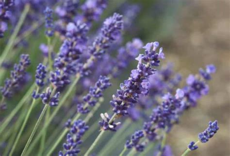 How to Grow and Care for Lavender ‘Munstead’ – Gardener Report