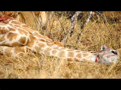 Lioness eating baby giraffe alive Part 2 - YouTube