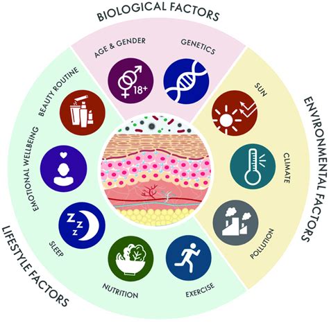 Holistic Beauty Wheel. Schematic map of the biological, environmental,... | Download Scientific ...